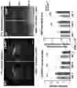 Fig. 10 - Methods of in vivo evaluation of gene function