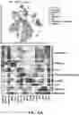 Fig. 19 - Methods of in vivo evaluation of gene function
