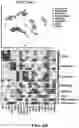 Fig. 20 - Methods of in vivo evaluation of gene function