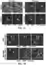 Fig. 22 - Methods of in vivo evaluation of gene function