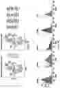 Fig. 25 - Methods of in vivo evaluation of gene function