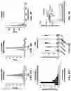 Fig. 26 - Methods of in vivo evaluation of gene function
