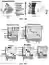 Fig. 32 - Methods of in vivo evaluation of gene function
