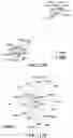 Fig. 41 - Methods of in vivo evaluation of gene function