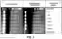 Fig. 04 - PERSONALIZED TUMOR BIOMARKERS