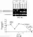 Fig. 05 - PERSONALIZED TUMOR BIOMARKERS