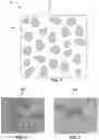 Fig. 02 - Methods of forming magnesium-based alloy articles at high strain rates