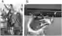 Fig. 01 - METHOD FOR PRODUCING THREAD BUNDLE DERIVED FROM BAGWORM SILK THREADS SPUN ON THE SURFACE OF A BASE MATERIAL