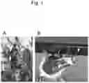 Fig. 02 - METHOD FOR PRODUCING THREAD BUNDLE DERIVED FROM BAGWORM SILK THREADS SPUN ON THE SURFACE OF A BASE MATERIAL