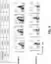 Fig. 07 - ROR-1 specific chimeric antigen receptors and uses thereof