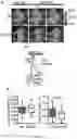 Fig. 09 - Calcium-chelating peptides derived from EF-hand calcium-binding motif