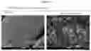 Fig. 06 - Dispersions comprising high surface area nanotubes and discrete carbon nanotubes