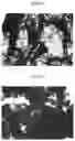 Fig. 09 - Dispersions comprising high surface area nanotubes and discrete carbon nanotubes