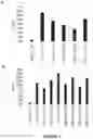 Fig. 08 - Engineered meganucleases specific for recognition sequences in the Hepatitis B virus genome