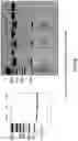Fig. 07 - SYNTHETIC RNAS AND METHODS OF USE