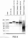 Fig. 09 - SYNTHETIC RNAS AND METHODS OF USE