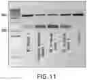 Fig. 13 - SYNTHETIC RNAS AND METHODS OF USE