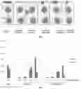 Fig. 02 - NANOPARTICLES FOR TRANSFECTION