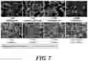 Fig. 10 - High throughput method for accurate prediction of compound-induced liver injury