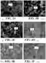 Fig. 13 - High throughput method for accurate prediction of compound-induced liver injury