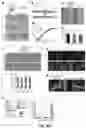 Fig. 09 - Methods, Systems And Compositions For The Novel Use of Enterobactin to Treat Iron Deficiency And Related Anemia And Promote Red Blood Cell Production