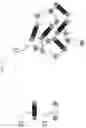 Fig. 04 - Superabsorbent structure