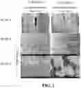 Fig. 02 - Adhesive formulation