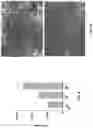 Fig. 07 - PROCESS FOR MAKING CELL POPULATIONS OF THE HEPATIC LINEAGE FROM ENDODERMAL CELLS AND CELLULAR COMPOSITIONS COMPRISING SAME