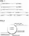 Fig. 02 - Expression from transposon-based vectors and uses