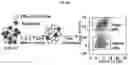 Fig. 07 - QUALITY OF IMMUNOLOGICAL SYNAPSE PREDICTS EFFECTIVENESS OF CHIMERIC ANTIGEN RECEPTOR (CAR) T CELLS
