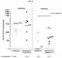 Fig. 09 - Epstein-barr virus antigen constructs