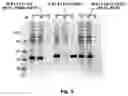 Fig. 04 - MIC-1 COMPOUNDS AND USE THEREOF