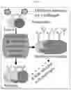 Fig. 02 - Systems and methods to produce B cells genetically modified to express selected antibodies