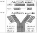 Fig. 07 - Systems and methods to produce B cells genetically modified to express selected antibodies