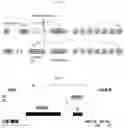 Fig. 09 - Systems and methods to produce B cells genetically modified to express selected antibodies