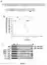 Fig. 02 - Endogenous Labelling of Extracellular Vesicles