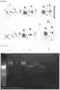 Fig. 02 - METHOD FOR SELECTING POLYNUCLEOTIDES BASED ON THE SIZE IN A GLOBULAR FORM