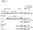Fig. 02 - Construct and Sequence for Enhanced Gene Expression