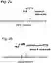 Fig. 03 - Construct and Sequence for Enhanced Gene Expression