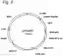 Fig. 04 - Construct and Sequence for Enhanced Gene Expression