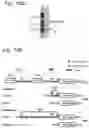 Fig. 11 - Construct and Sequence for Enhanced Gene Expression