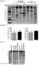 Fig. 04 - Optimized plant expression systems