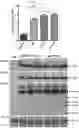 Fig. 06 - Optimized plant expression systems