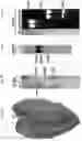 Fig. 07 - Optimized plant expression systems