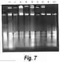 Fig. 09 - STABILIZING COMPOSITIONS AND METHODS FOR EXTRACTION OF RIBONUCLEIC ACID