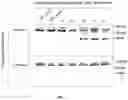 Fig. 07 - COMPOSITIONS AND METHODS FOR DETECTING MUTATIONS IN JAK2 NUCLEIC ACID