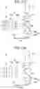 Fig. 10 - Light-source device and image projection apparatus