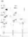 Fig. 08 - Systems and methods for motion correction in synthetic images