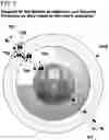 Fig. 08 - Volumetric vector node and object based multi-dimensional operating system