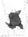 Fig. 07 - Automatic demarcation of anatomical structures